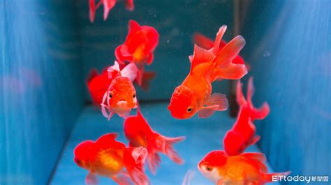 誰家裡養魚|8種適合新手養的魚 1500元就能在家打造「療癒水族箱。